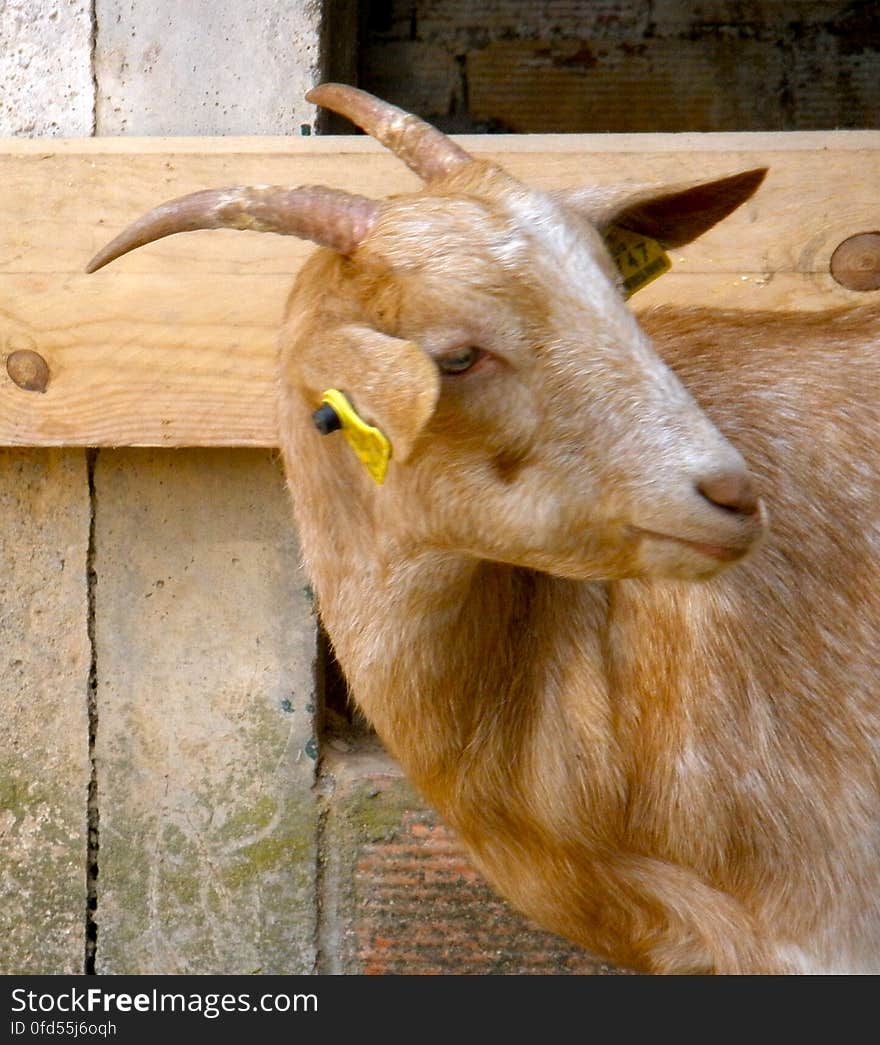 Beautiful goat at La Rierada. A restaurant/farm/petting zoo/ranch very near my house, where I love to go to eat the most delicious food ever, to pet the animals and to go horse riding. :&#x29;. Beautiful goat at La Rierada. A restaurant/farm/petting zoo/ranch very near my house, where I love to go to eat the most delicious food ever, to pet the animals and to go horse riding. :&#x29;