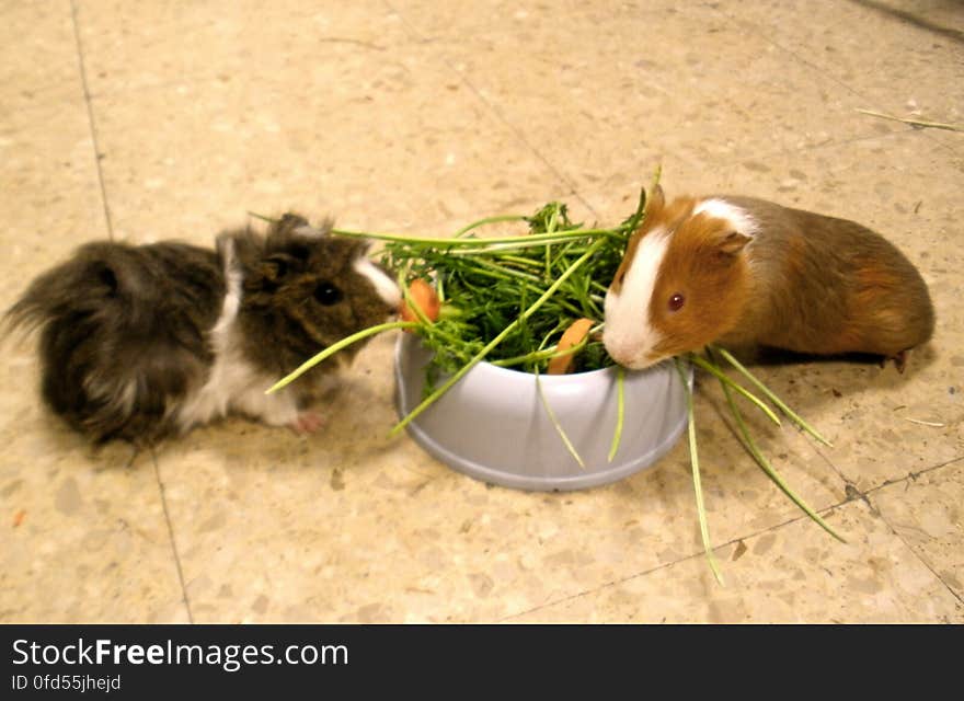 Here Koko and Twinkie were enjoying a nice bowl of veggies. [I went to visit the guinea pigs in my mom&#x27;s classroom yesterday to do a health check up and cut their nails before they left for the holidays with one of the children&#x27;s family.]. Here Koko and Twinkie were enjoying a nice bowl of veggies. [I went to visit the guinea pigs in my mom&#x27;s classroom yesterday to do a health check up and cut their nails before they left for the holidays with one of the children&#x27;s family.]