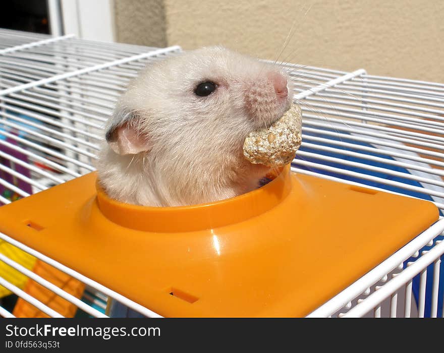 Neu &#x22;escaping&#x22; from his cage while I was cleaning the tubes. He even remembered to take some food with him on his adventurous journey. Neu &#x22;escaping&#x22; from his cage while I was cleaning the tubes. He even remembered to take some food with him on his adventurous journey.