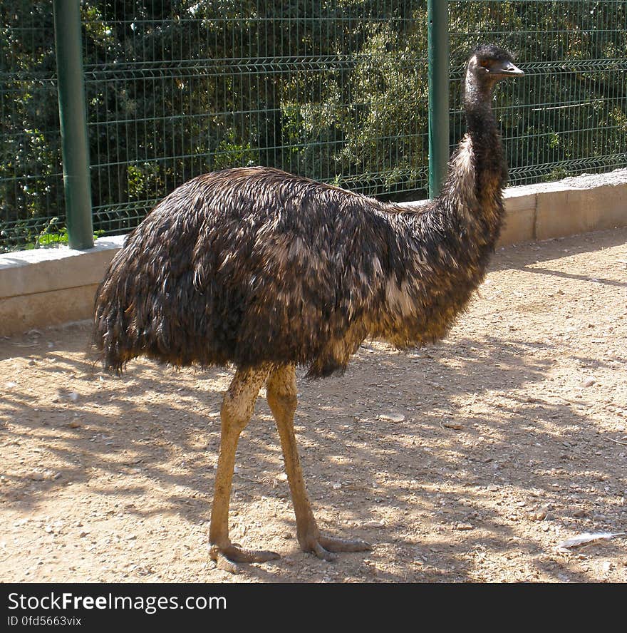 This guy was in the petting zoo but didn&#x27;t realy act friendly to anyone who attempted to pet him/her. This guy was in the petting zoo but didn&#x27;t realy act friendly to anyone who attempted to pet him/her.