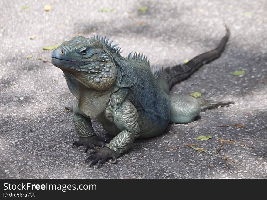 Blue Iguana at Queen Elizabeth II Botanic Park. Blue Iguana at Queen Elizabeth II Botanic Park