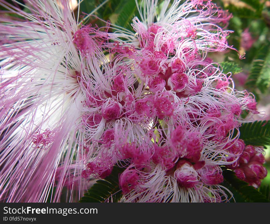 Plumerillo rosado - Calliandra parvifolia