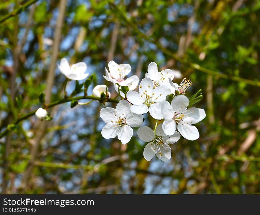 I love these little wonders, so fresh and light! And when they fall off the trees and get caught in the wind, it&#x27;s like magical snow. :&#x29;. I love these little wonders, so fresh and light! And when they fall off the trees and get caught in the wind, it&#x27;s like magical snow. :&#x29;