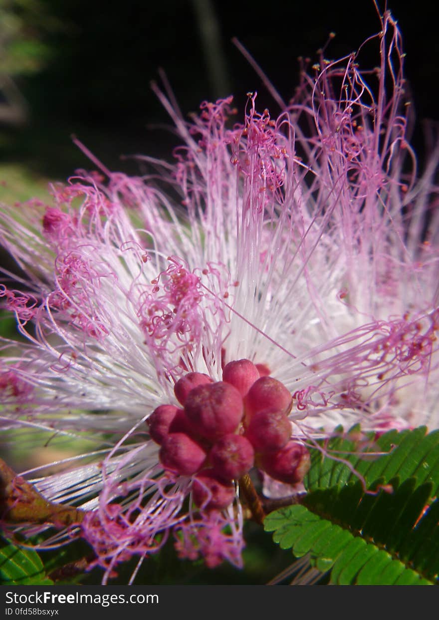 Plumerillo rosado - Calliandra parvifolia