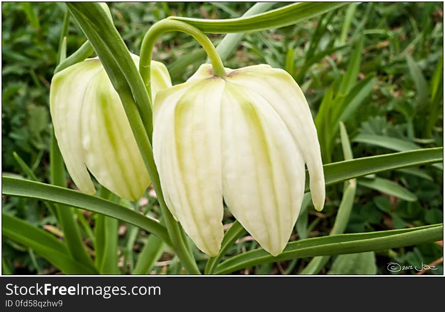 Fritillaria meleagris. Fritillaria meleagris