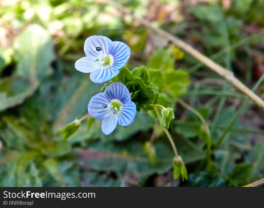 At least I think they are violets? They were so small!. At least I think they are violets? They were so small!