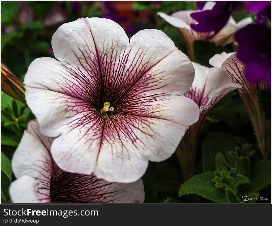 A purple and white petunia from my garden.