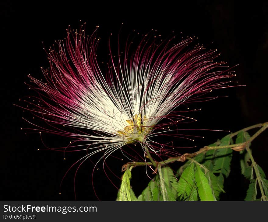 Plumerillo rosado - Calliandra parvifolia