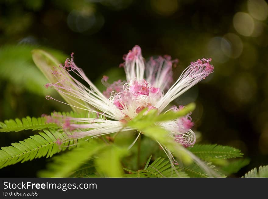 Plumerillo rosado - Calliandra parvifolia