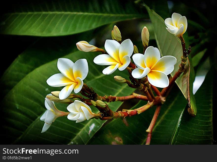 Yellow Plumeria