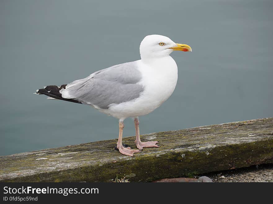 Close-up of Bird