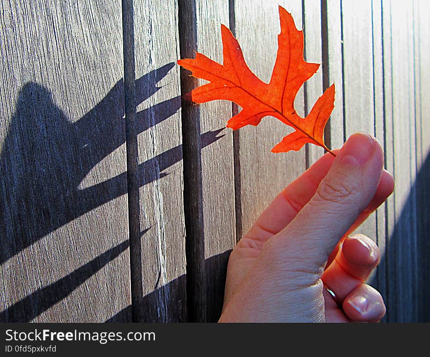 A person holding a red autumn leaf against a wooden wall.