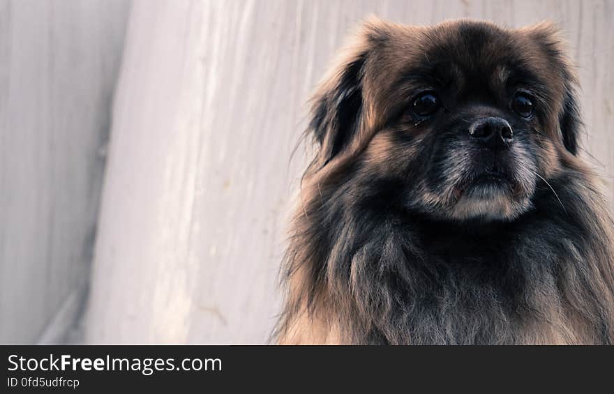 Close-up Portrait of Dog