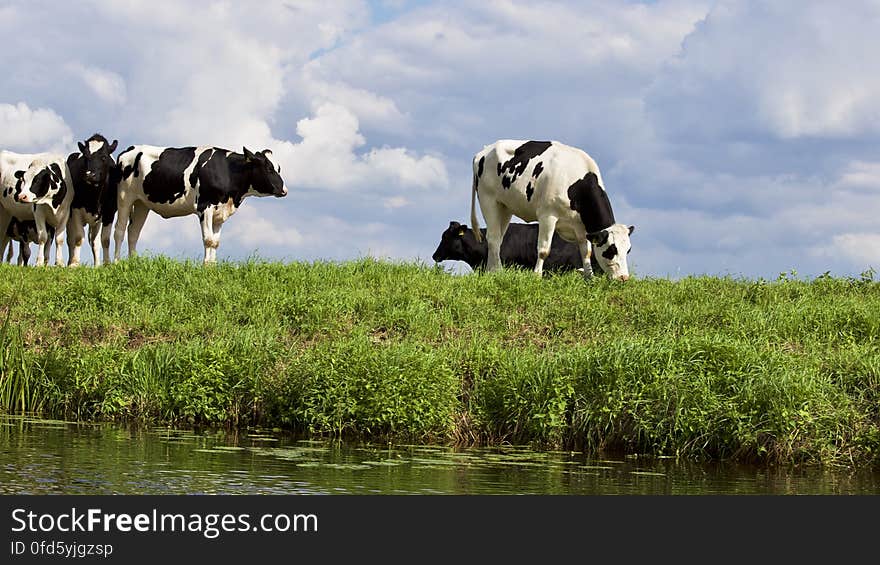 Cows on Farm Against Sky