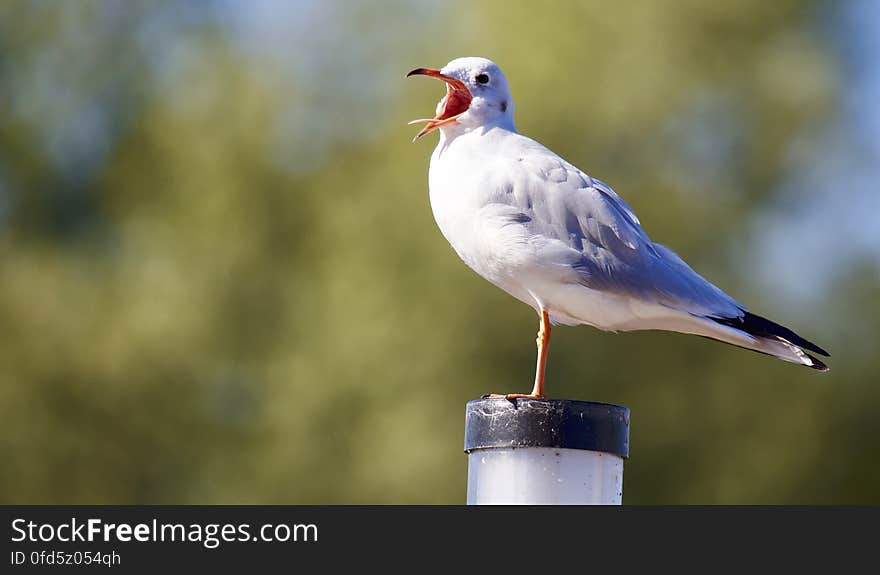 Close-up of Bird Perching on Wood