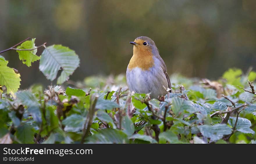 Close-up of Bird Perching on Plant