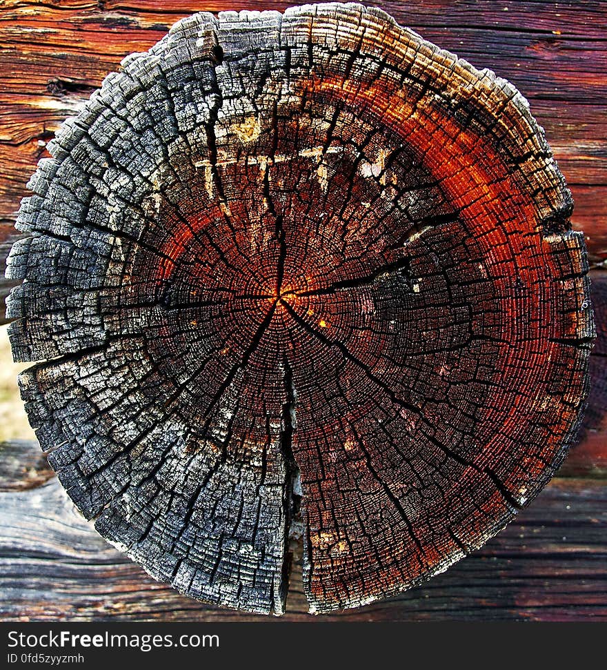 Close-up of Tree Stump