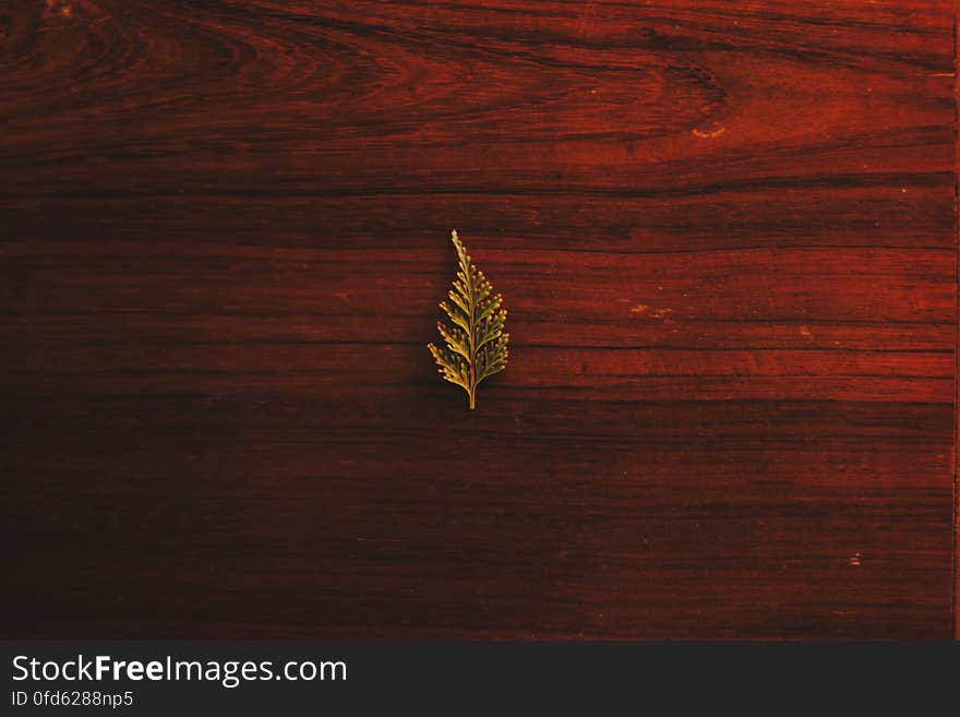 Close-up of Leaf on Wooden Plank