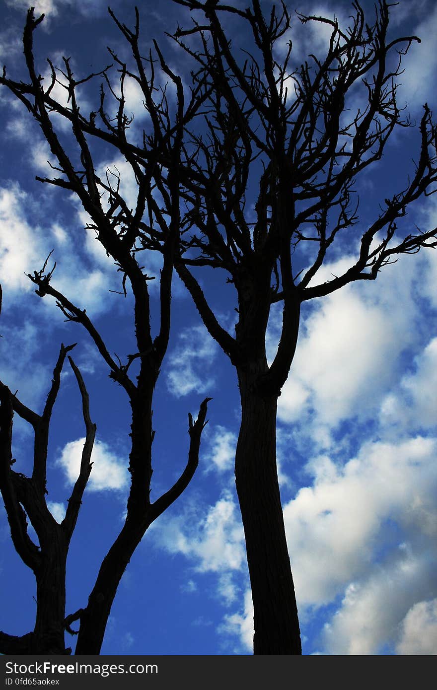 Dead Trees Under White Cloudy Blue Sky