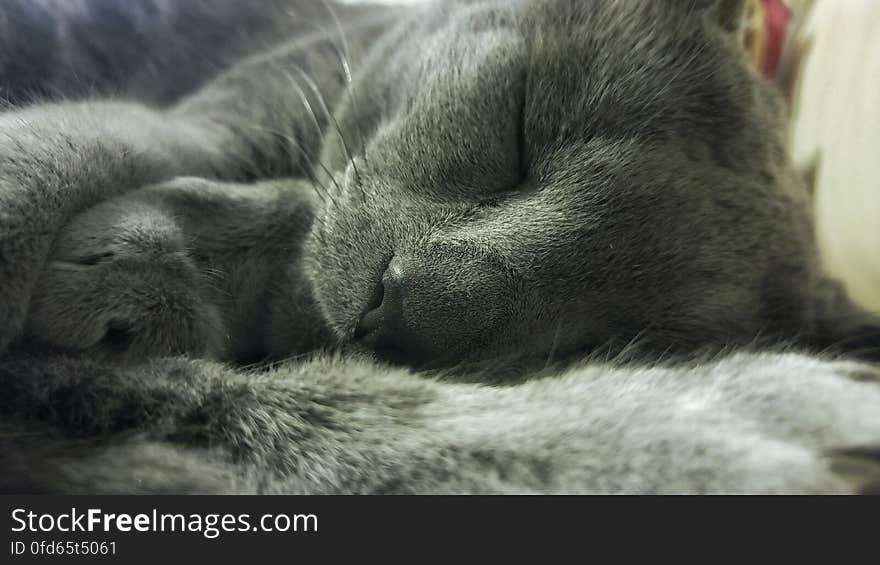 Russian Blue Cat Lying on Textile