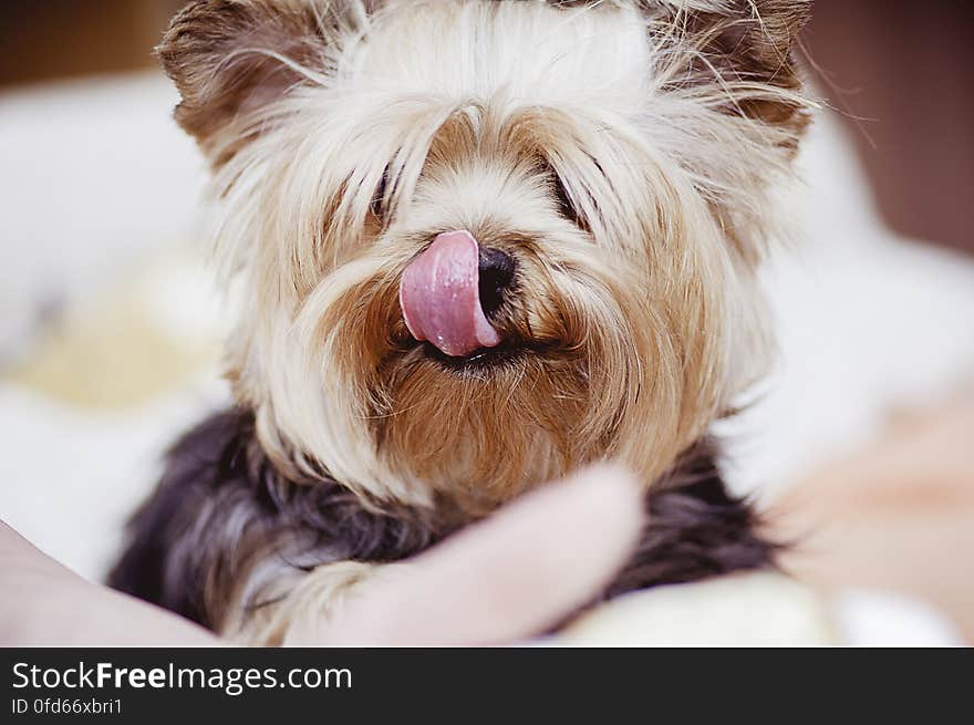 Indoor portrait of small brown dog with tongue out. Indoor portrait of small brown dog with tongue out.