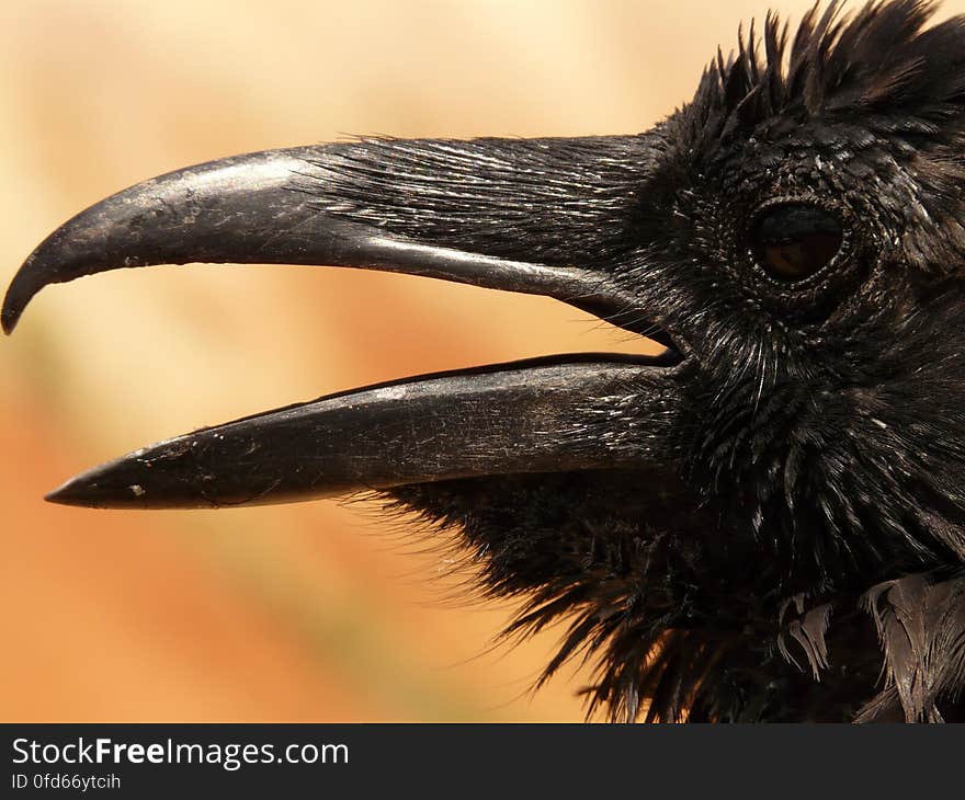 Black Crow in Macro Photgraphy