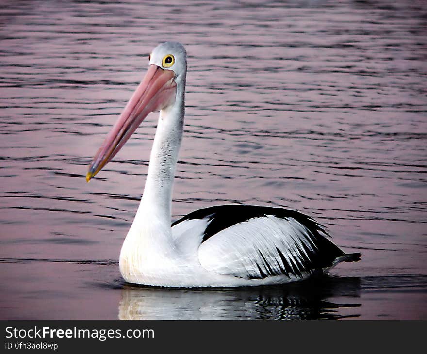 Despite the fact that pelicans are omnivorous birds, pelicans mainly feed on fish, crustaceans such as prawns and crabs, small species of turtle and squid. The pelican uses it&#x27;s beak pouch to scoop a mouth-full of water up and then strains the water out of it&#x27;s beak leaving the food &#x28;such as fish&#x29; behind for the pelican to eat. Despite the fact that pelicans are omnivorous birds, pelicans mainly feed on fish, crustaceans such as prawns and crabs, small species of turtle and squid. The pelican uses it&#x27;s beak pouch to scoop a mouth-full of water up and then strains the water out of it&#x27;s beak leaving the food &#x28;such as fish&#x29; behind for the pelican to eat.