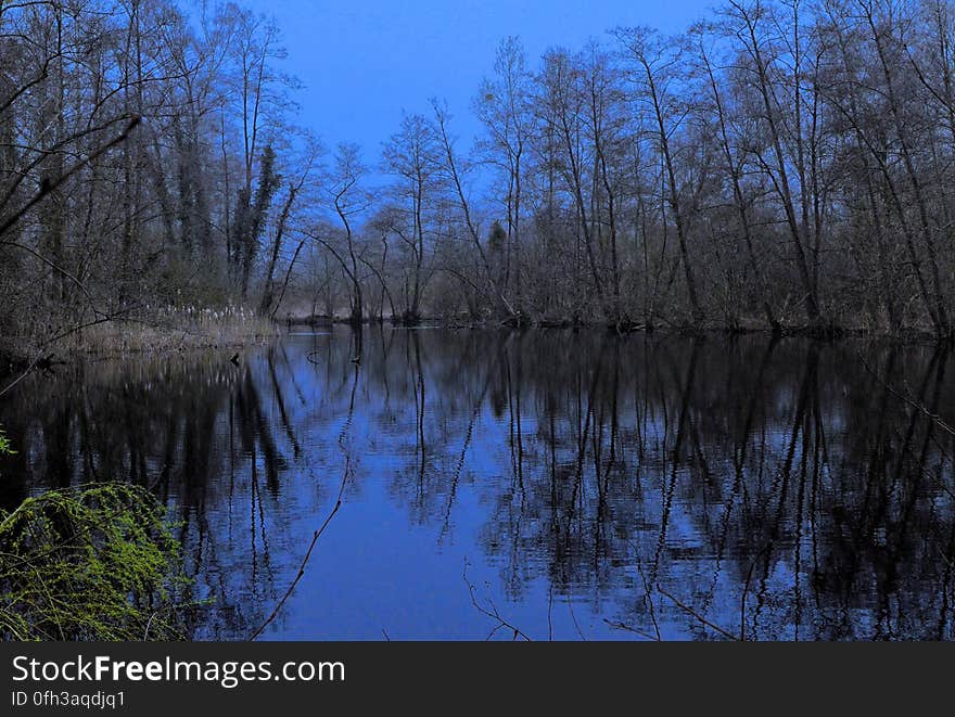 Branches & reflets