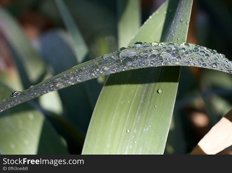 Drops of moisture after a solid inch or more of rain last night. Drops of moisture after a solid inch or more of rain last night