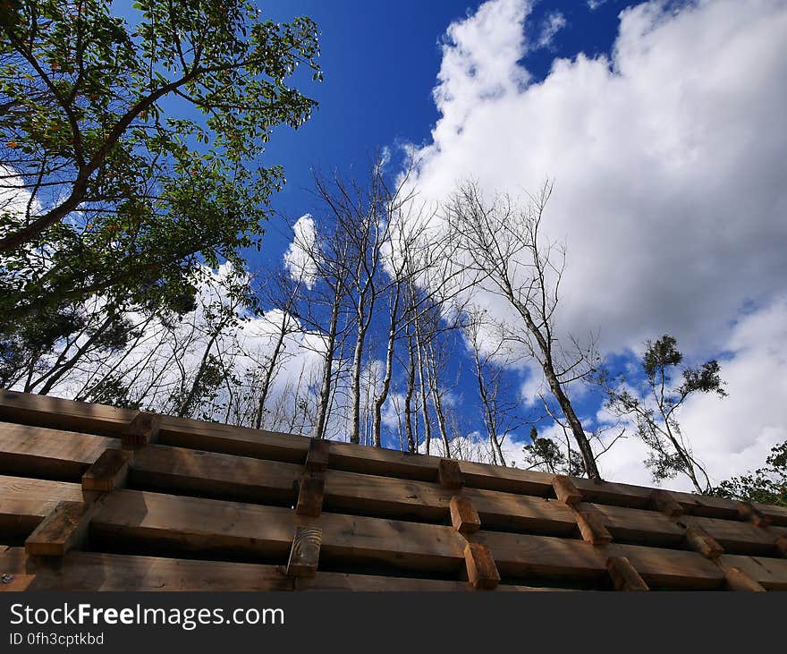 Cloud, Sky, Plant, Azure, Branch, Natural landscape