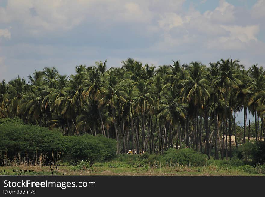 Thiruparankundram Lake. Thiruparankundram Lake