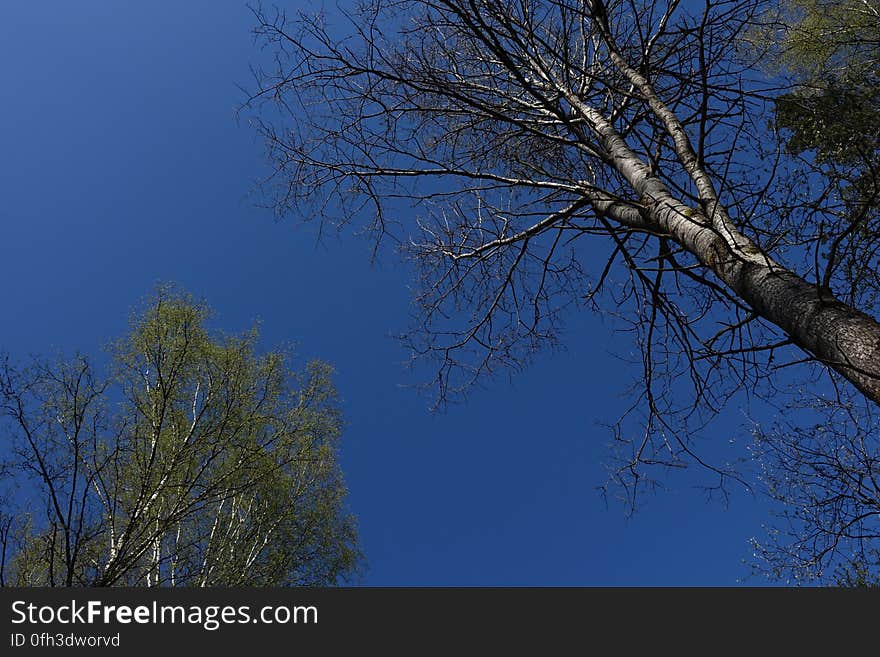 Sky, Natural landscape, Twig, Tree, Trunk, Tints and shades