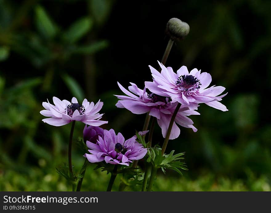 Anemone Blue Poppy Bulbs | Purple Single Anemone with Black Eye | Anemone Coronaria Anemones are an under planted group that deliver a colorful perennial show and ask for little in return. We&#x27;re especially fond of Blue Poppy, a beautiful violet blue with lots of visual punch that snaps with white, reds and pinks. Plant with other anemones for a splashy tapestry or mix with yellow daffodils for a richly contrasting look. Anemone Blue Poppy Bulbs | Purple Single Anemone with Black Eye | Anemone Coronaria Anemones are an under planted group that deliver a colorful perennial show and ask for little in return. We&#x27;re especially fond of Blue Poppy, a beautiful violet blue with lots of visual punch that snaps with white, reds and pinks. Plant with other anemones for a splashy tapestry or mix with yellow daffodils for a richly contrasting look.