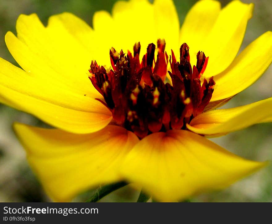 A macro of a wildflower. A macro of a wildflower.