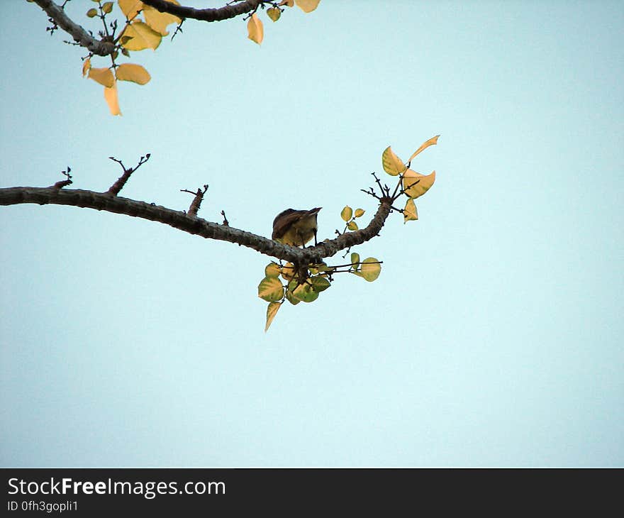 Bird in the tree