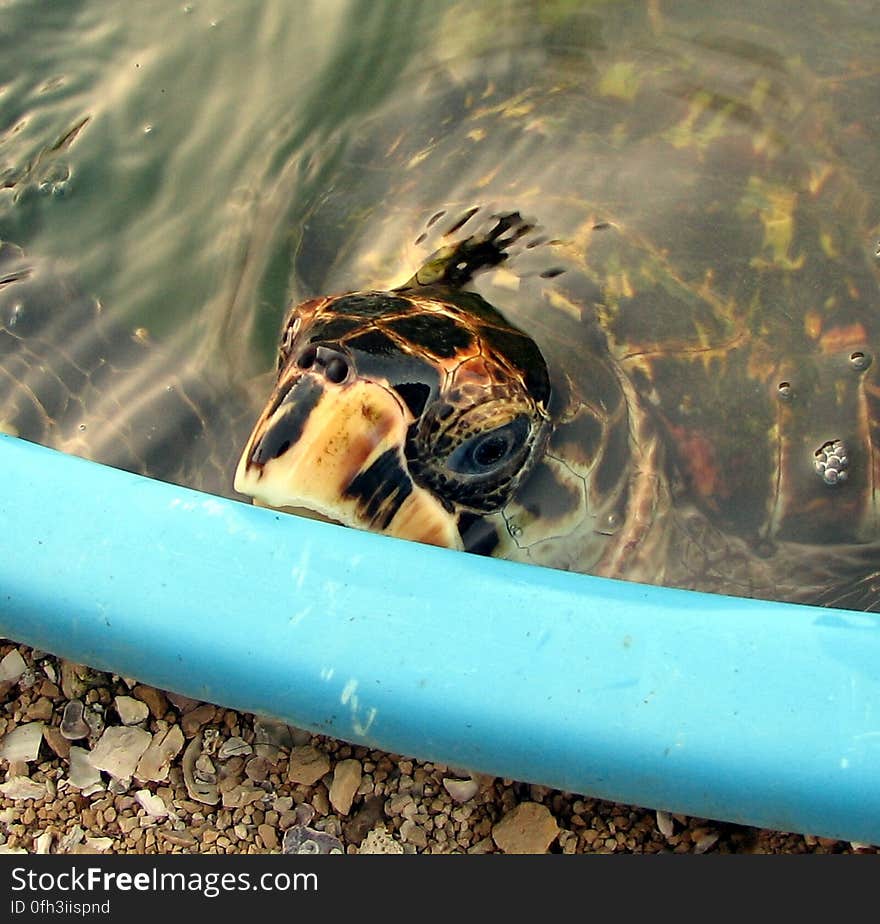 In an Ibama oceanarium turtle shaped &#x28;satellite view&#x29; &#x28;aquarium&#x29;, Praia da Atalaia. Aracaju/SE. Note that near the oceanarium there is a green area where there&#x27;s now the lakes, etc :&#x29; Queria tanto que minha câmera digital fosse de médio formato, já que gosto de deixar quase sempre a imagem quadrada ou perto disso :&#x29; www.informesergipe.com.br/pagina_data.php?sec=9&amp;&amp;... E tá chegando perto das 200 fotos... E 20MiB/mês já não é bastante... Juntar dinheiro agora... hahahaha :P