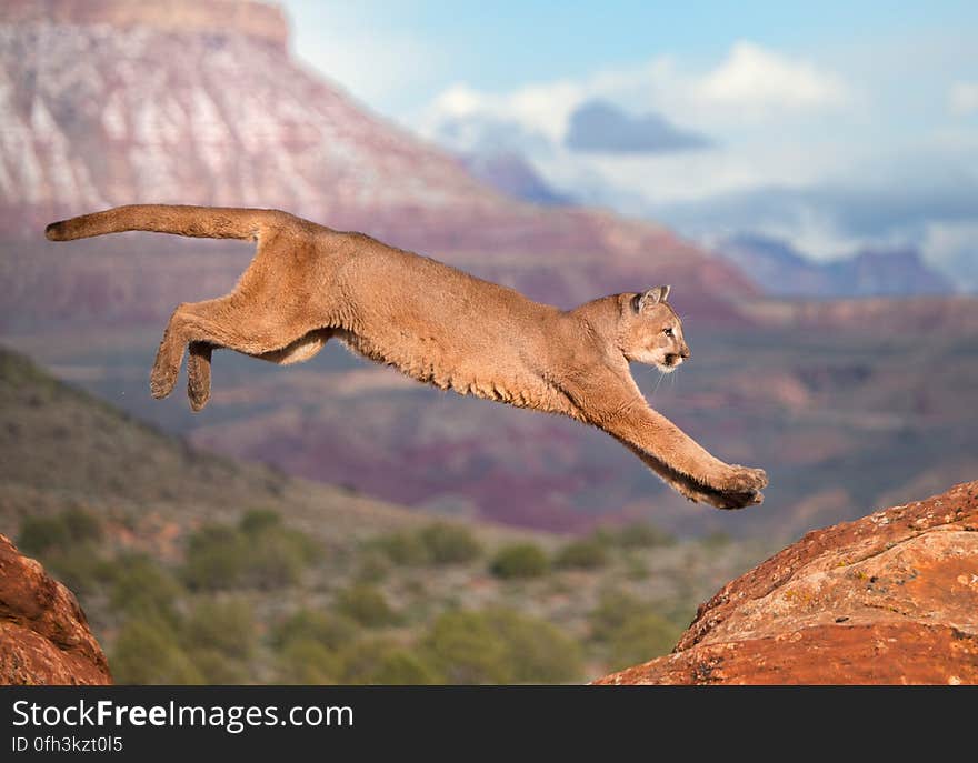 Puma jumping the red rocks in Utah - CA. Puma jumping the red rocks in Utah - CA