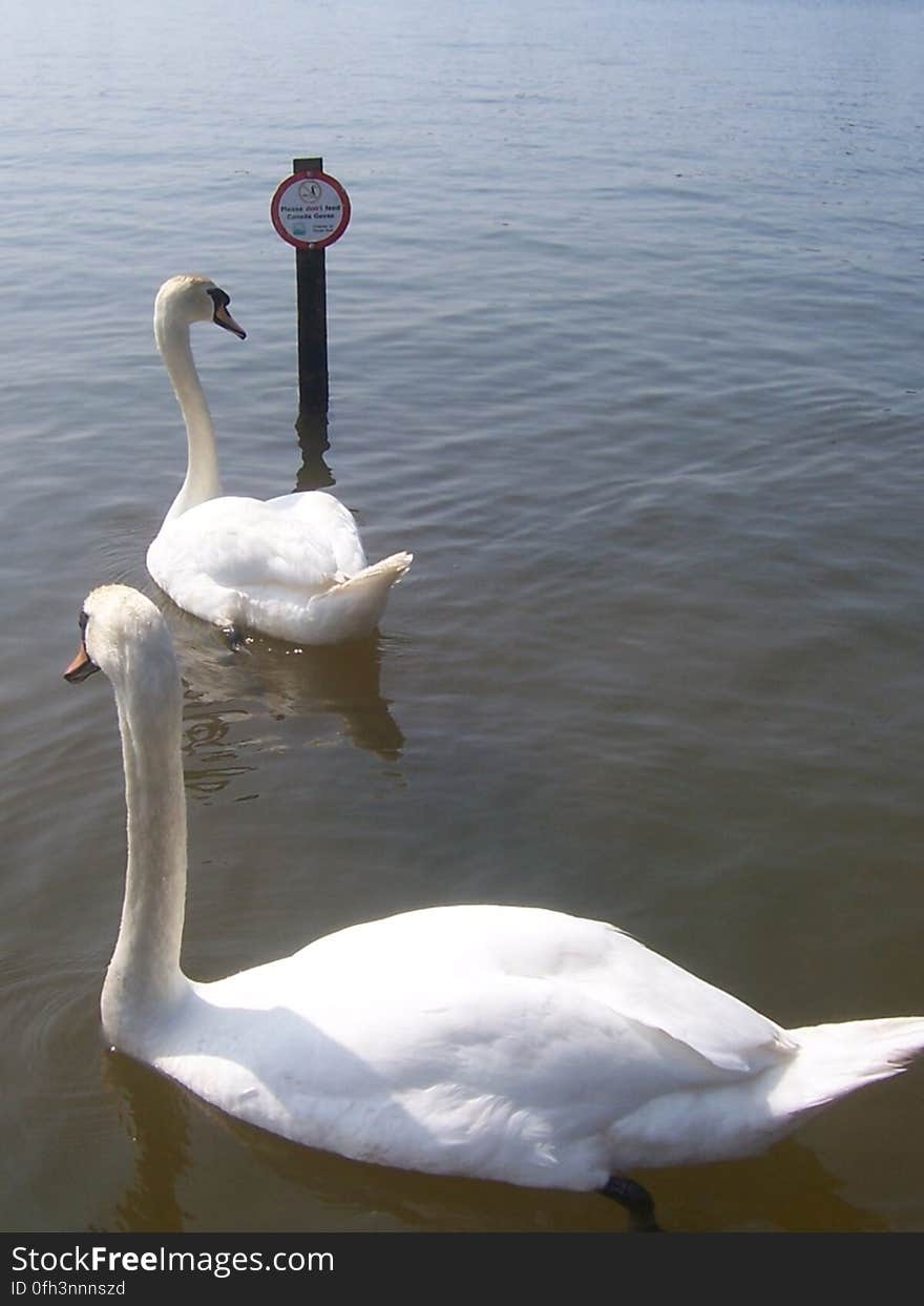 Poole Park