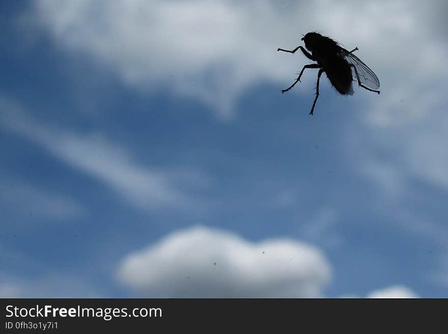 Fly silhouetted against a blue sky with clouds. Fly silhouetted against a blue sky with clouds.