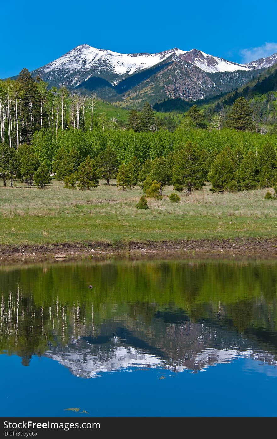 After an early morning hike on Inner Basin Trail in the San Francisco Peaks, stopped by the tank in Lockett Meadow to enjoy the reflection of the snowy Peaks. 2009-05-30: Saturday evening, we were sitting on the front porch after our evening walk, enjoying a cup of chai and watching the sun set. There had been rain during the late afternoon, and heavy clouds had descended over the Peaks, hiding the mountain from view. The clouds had lifted in time for our evening ritual, and we noticed there was new snow on the upper tips of the Peaks. As we sipped our tea, we joked “If we were really motivated, we’d get up early, hit the Inner Basin Trail at dawn, and get some good photos before the snow melts off…” 2009-05-31: …so, at 4:00AM we stumbled out of bed, grabbed some coffee, got dressed, grabbed more coffee and rolled out the door around 4:30AM. We drove up the mountain, and hit the trail around 5:15AM. There was a bit of a breeze making the hike rather chilly. Everything was wet and green, and the aspens created a delectable aroma. Past Jack Spring &#x28;1.5 miles from the trailhead&#x29; we hit the frost line, and the vegetation sparkled &#x28;and the air was noticeably chillier&#x29;. We arrived at the Inner Basin &#x28;the point where there’s a shelter and pumphouse, and all the Peaks are visible&#x29; around 6:45AM. We’d expected some shade still at that hour, and were delighted to discover the sun was shining right up through the low point in the Peaks &#x28;the north-eastern side, where the wall was blown out during an eruption&#x29;, lighting up the entire Inner Basin for us. We wandered around a bit capturing various shots, then headed back to attend to our day’s activities. Hiking report View all the photos from this hike