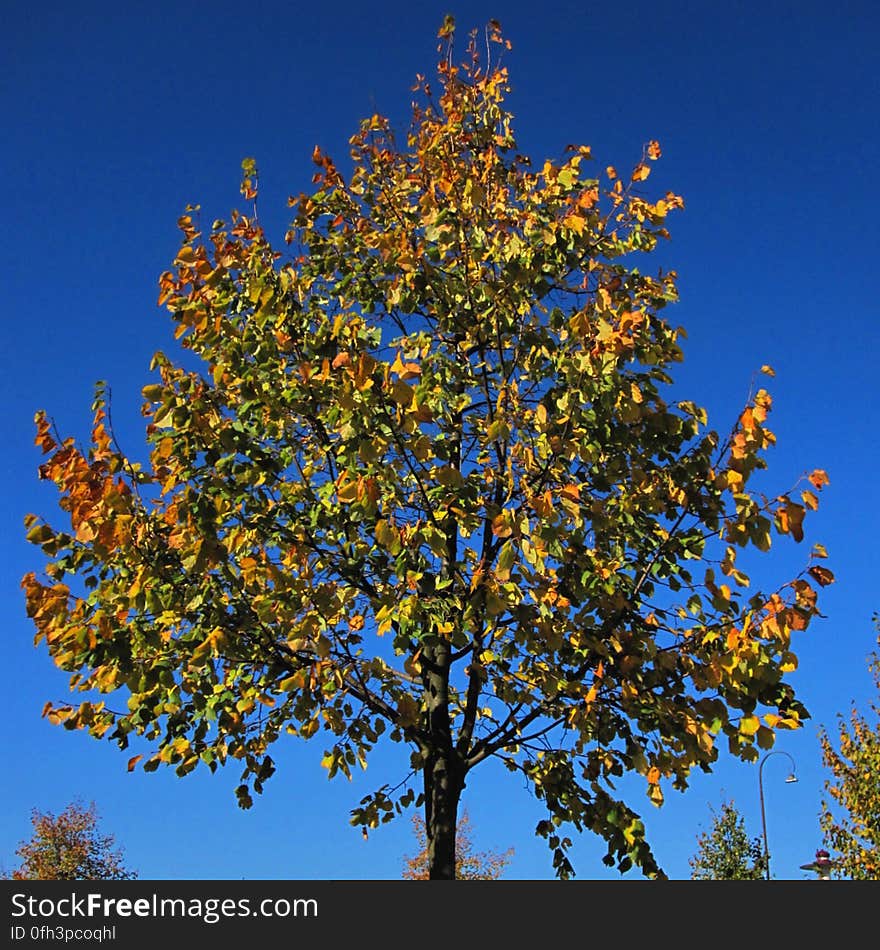 Clear skies and a colorful tree of autumn leaves. Clear skies and a colorful tree of autumn leaves.