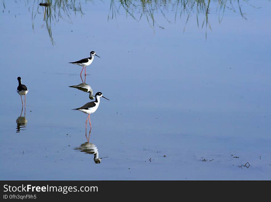 Black-necked Stilt