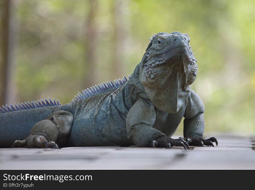 Blue Iguana at Queen Elizabeth II Botanic Park. Blue Iguana at Queen Elizabeth II Botanic Park