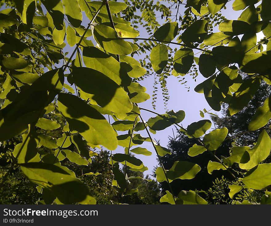 Güneş, yapraklar , gökyüzü.&#x28;Sun,leaves and sky&#x29;. Güneş, yapraklar , gökyüzü.&#x28;Sun,leaves and sky&#x29;