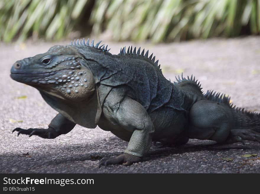 Blue Iguana at Queen Elizabeth II Botanic Park. Blue Iguana at Queen Elizabeth II Botanic Park