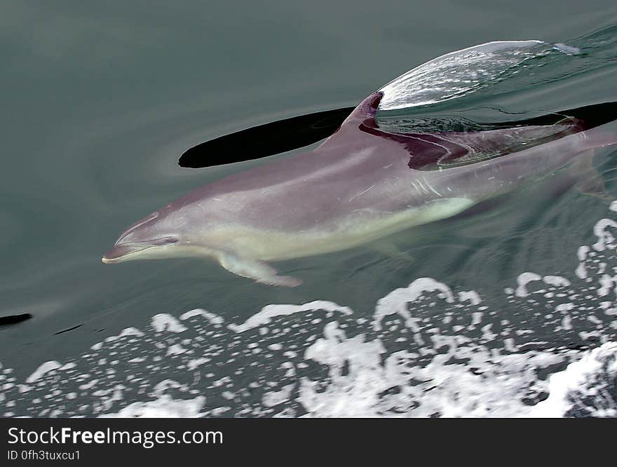 Dolphins are marine mammals closely related to whales and porpoises. There are almost forty species of dolphin in 17 genera. They vary in size from 1.2 m and 40 kg, up to 9.5 m and 10 tonne. Dolphins are marine mammals closely related to whales and porpoises. There are almost forty species of dolphin in 17 genera. They vary in size from 1.2 m and 40 kg, up to 9.5 m and 10 tonne