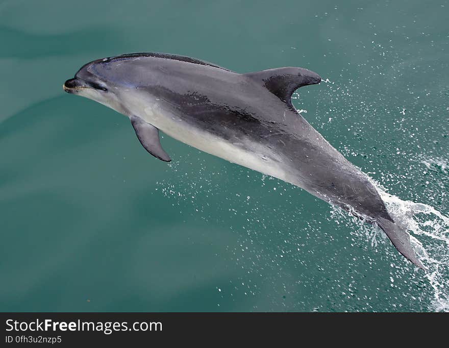 Dusky dolphins &#x28;Lagenorhynchus obscurus&#x29; are slightly smaller than common dolphins at 1.6–2.1 metres long and 50–90 kilograms in weight. They have tapered diagonal stripes along their side. Their main foods are krill, copepods and small fish. The average size of pods is 6–15, but groupings of several hundred or even thousands are often seen. Dusky dolphins &#x28;Lagenorhynchus obscurus&#x29; are slightly smaller than common dolphins at 1.6–2.1 metres long and 50–90 kilograms in weight. They have tapered diagonal stripes along their side. Their main foods are krill, copepods and small fish. The average size of pods is 6–15, but groupings of several hundred or even thousands are often seen.