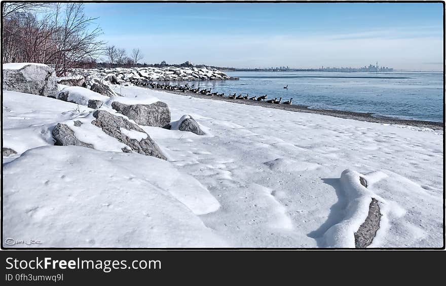 Canada geese, Lake Ontario