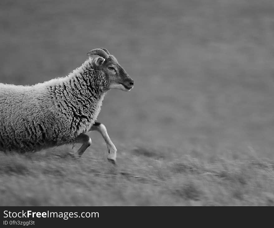 Grey Scale Photo of a Sheep Running in the Field during Daytime