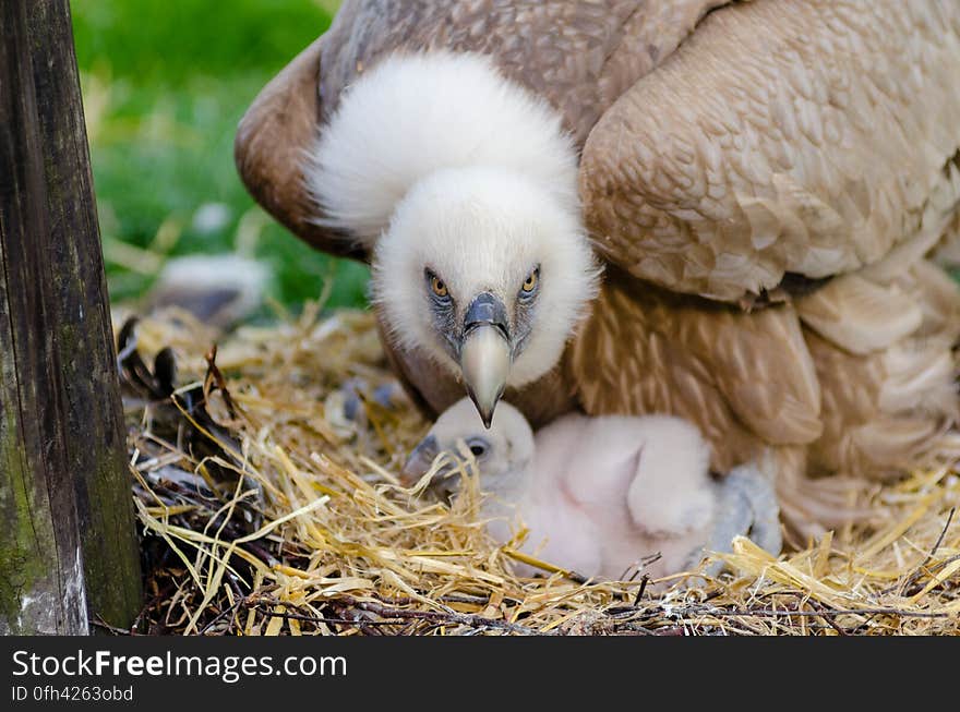 Brown and White Bird Closeup Photography